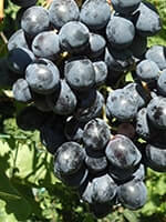 Сорт винограду Карбонадо опис, фото, відгуки