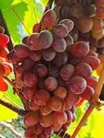 Сорт винограду Киборг описание, фото, отзывы