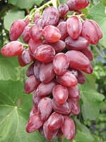 Сорт винограду Клеопатра опис, фото, відгуки