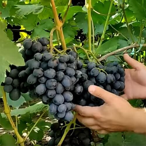 Сорт винограда Шарада UA купить саженцы в Харькове фото