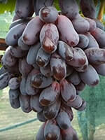 Сорт винограду Красава опис, фото, відгуки