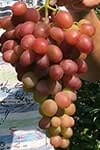 Сорт винограду Лівія опис, фото, відгуки