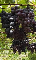 Сорт винограду Маріша опис, фото, відгуки