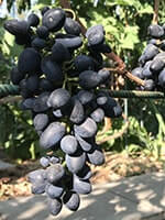 Сорт винограда Надежда АЗОС описание, фото, отзывы