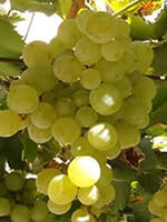 Сорт винограду Незалежність опис, фото , відгуки