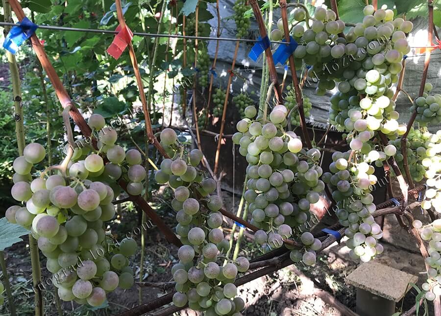 Купить саженцы винограда Олег (Диамант) в Украине фото