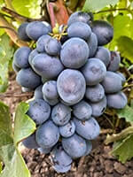 Сорт винограду Посланник опис, фото, відгуки
