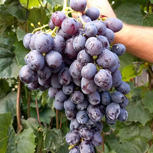 Сорт винограда Лорано полная зрелость фото