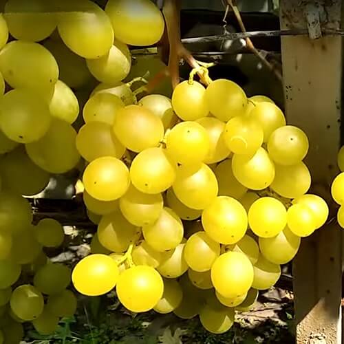 Сорт винограда Мускат медовый полная зрелость фото