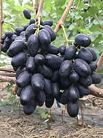 Сорт винограду Велика опис, фото, відгуки