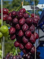 Сорт винограду Велюр опис, фото, відгуки