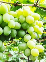 Сорт винограду Замковая гора описание, фото, отзывы