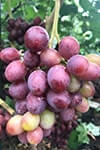 Сорт винограду Заря Несвітая опис, фото, відгуки
